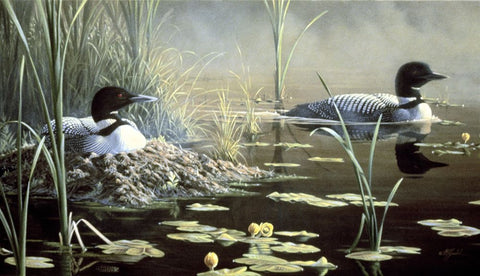 Nesting Loons White Modern Wood Framed Art Print with Double Matting by Goebel, Wilhelm