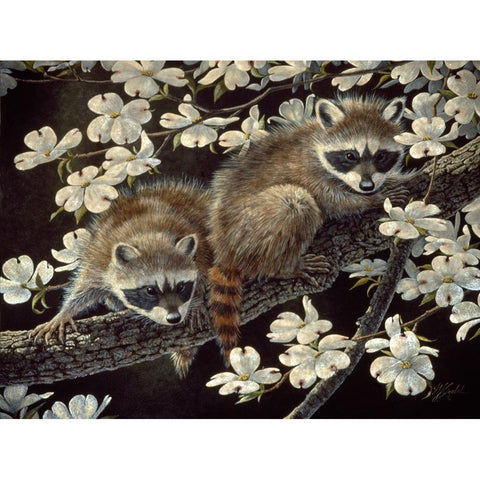 Dogwood Hideout - Young Raccoons Black Modern Wood Framed Art Print with Double Matting by Goebel, Wilhelm
