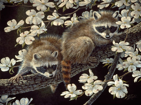 Dogwood Hideout - Young Raccoons White Modern Wood Framed Art Print with Double Matting by Goebel, Wilhelm