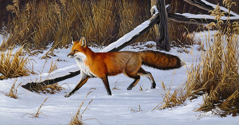 Fox Trot  - Red Fox Black Ornate Wood Framed Art Print with Double Matting by Goebel, Wilhelm