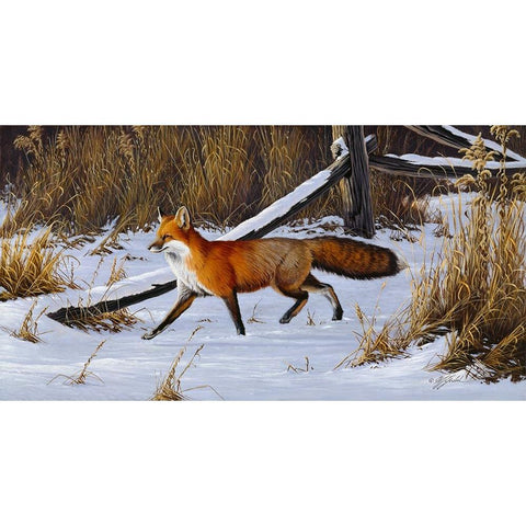 Fox Trot  - Red Fox Black Modern Wood Framed Art Print with Double Matting by Goebel, Wilhelm