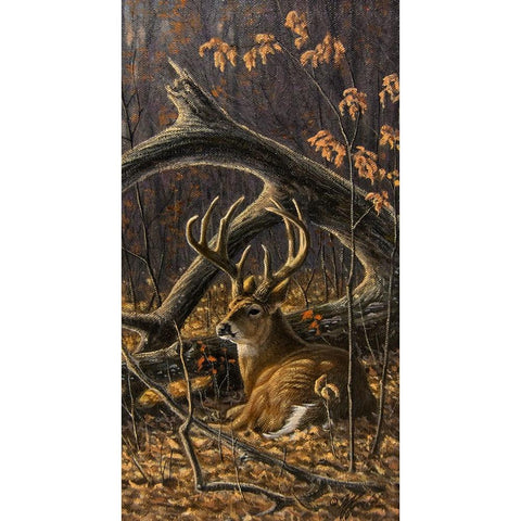 Bedded Buck Black Modern Wood Framed Art Print with Double Matting by Goebel, Wilhelm