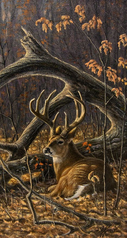 Bedded Buck Black Ornate Wood Framed Art Print with Double Matting by Goebel, Wilhelm