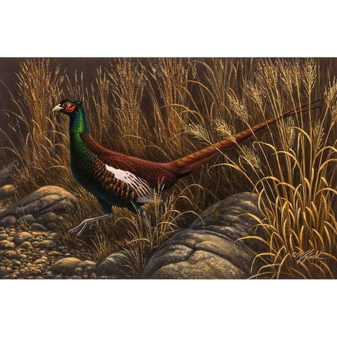Bianchi Pheasant Black Modern Wood Framed Art Print with Double Matting by Goebel, Wilhelm