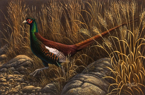 Bianchi Pheasant Black Ornate Wood Framed Art Print with Double Matting by Goebel, Wilhelm