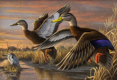 Black Ducks White Modern Wood Framed Art Print with Double Matting by Goebel, Wilhelm