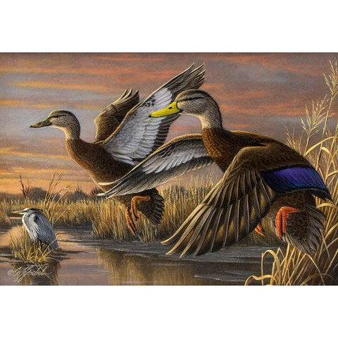 Black Ducks Black Modern Wood Framed Art Print with Double Matting by Goebel, Wilhelm