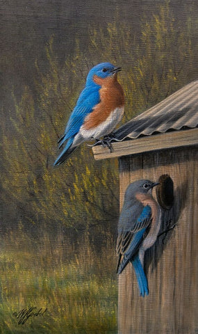 Bluebirds at Home White Modern Wood Framed Art Print with Double Matting by Goebel, Wilhelm