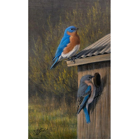 Bluebirds at Home Black Modern Wood Framed Art Print by Goebel, Wilhelm