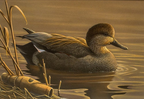 Gadwall White Modern Wood Framed Art Print with Double Matting by Goebel, Wilhelm