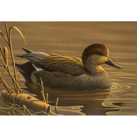 Gadwall Black Modern Wood Framed Art Print by Goebel, Wilhelm