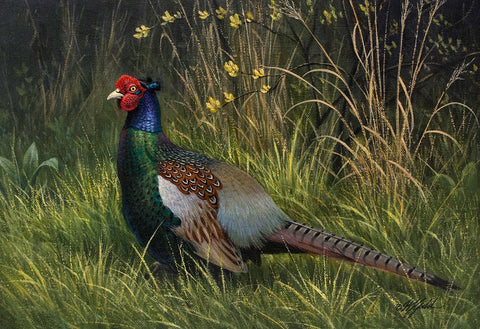 Japanese Green Pheasant White Modern Wood Framed Art Print with Double Matting by Goebel, Wilhelm