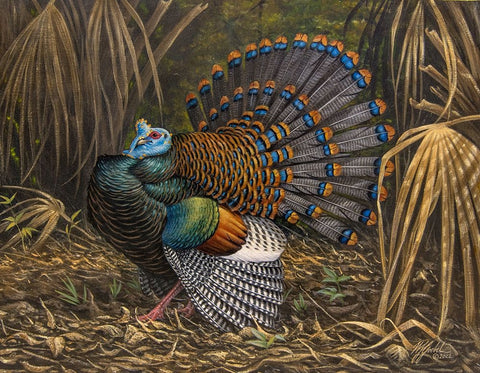 Ocellated Turkey Black Ornate Wood Framed Art Print with Double Matting by Goebel, Wilhelm