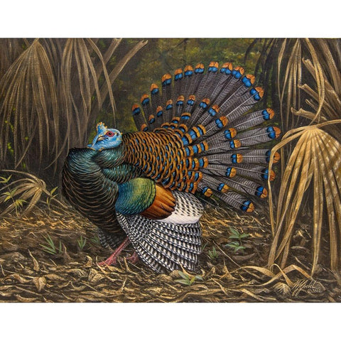 Ocellated Turkey Black Modern Wood Framed Art Print with Double Matting by Goebel, Wilhelm