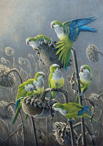 Parakeet Treat Black Ornate Wood Framed Art Print with Double Matting by Goebel, Wilhelm