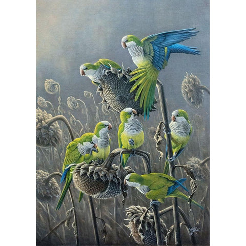 Parakeet Treat Black Modern Wood Framed Art Print by Goebel, Wilhelm