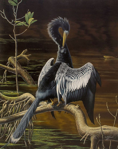 Preening Anhinga White Modern Wood Framed Art Print with Double Matting by Goebel, Wilhelm