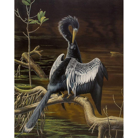 Preening Anhinga White Modern Wood Framed Art Print by Goebel, Wilhelm