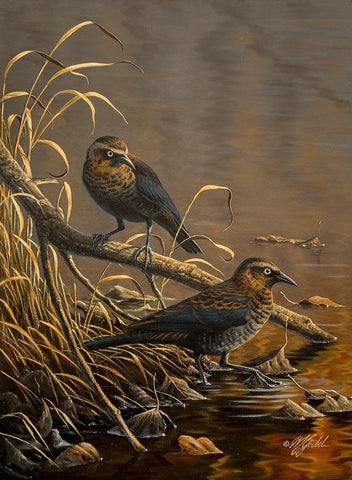 Rusty Blackbirds White Modern Wood Framed Art Print with Double Matting by Goebel, Wilhelm