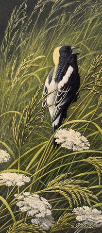 Summer Song - Bobolink White Modern Wood Framed Art Print with Double Matting by Goebel, Wilhelm