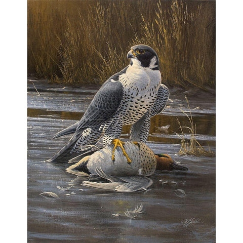 Teal Meal - Peregrine Black Modern Wood Framed Art Print by Goebel, Wilhelm