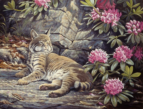 Bee Watching Bobcat White Modern Wood Framed Art Print with Double Matting by Goebel, Wilhelm