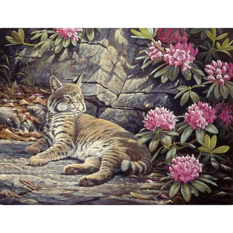 Bee Watching Bobcat Black Modern Wood Framed Art Print by Goebel, Wilhelm
