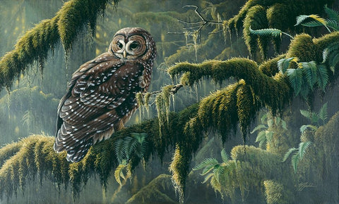 Spirit Of Ancient Forests - Spotted Owl Black Ornate Wood Framed Art Print with Double Matting by Goebel, Wilhelm