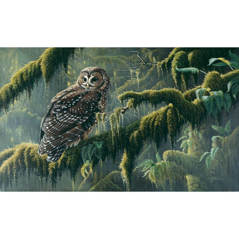 Spirit Of Ancient Forests - Spotted Owl Black Modern Wood Framed Art Print by Goebel, Wilhelm