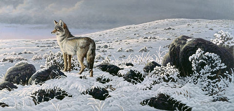 Open Country - Coyote White Modern Wood Framed Art Print with Double Matting by Goebel, Wilhelm