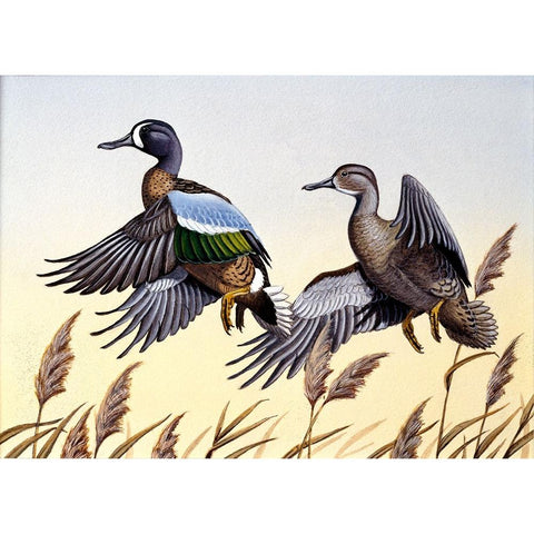 1981 Blue-Winged Teal Black Modern Wood Framed Art Print with Double Matting by Goebel, Wilhelm