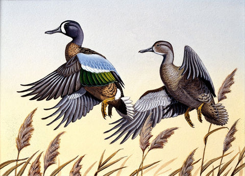 1981 Blue-Winged Teal White Modern Wood Framed Art Print with Double Matting by Goebel, Wilhelm