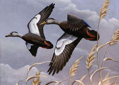 1982/1983 Black Ducks White Modern Wood Framed Art Print with Double Matting by Goebel, Wilhelm