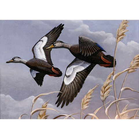 1982/1983 Black Ducks Black Modern Wood Framed Art Print with Double Matting by Goebel, Wilhelm