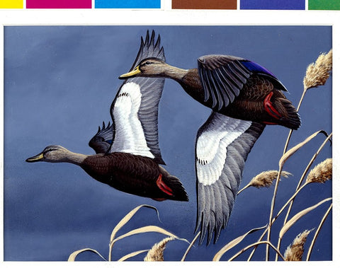 1984 Black Ducks Black Ornate Wood Framed Art Print with Double Matting by Goebel, Wilhelm