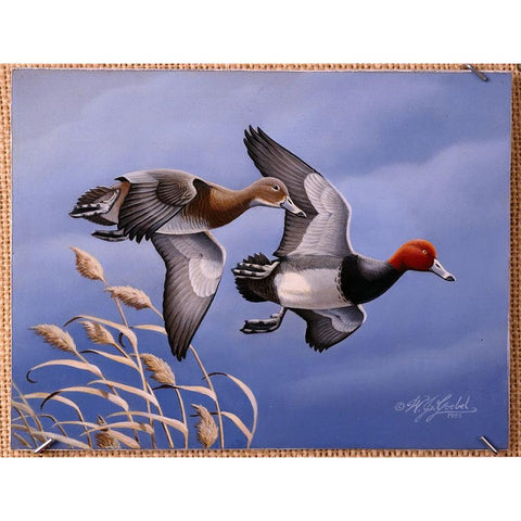1986 Redhead Ducks Black Modern Wood Framed Art Print with Double Matting by Goebel, Wilhelm