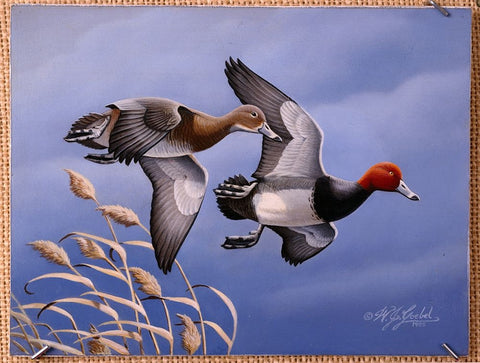 1986 Redhead Ducks Black Ornate Wood Framed Art Print with Double Matting by Goebel, Wilhelm