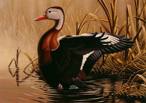 1988 Black Bellied Whistling Duck White Modern Wood Framed Art Print with Double Matting by Goebel, Wilhelm