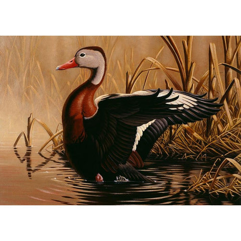 1988 Black Bellied Whistling Duck Black Modern Wood Framed Art Print by Goebel, Wilhelm