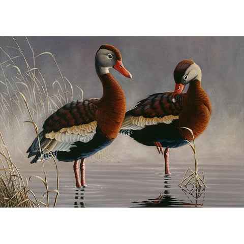 1989 Black Bellied Whistling Duck White Modern Wood Framed Art Print by Goebel, Wilhelm