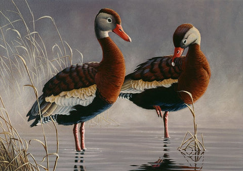 1989 Black Bellied Whistling Duck Black Ornate Wood Framed Art Print with Double Matting by Goebel, Wilhelm