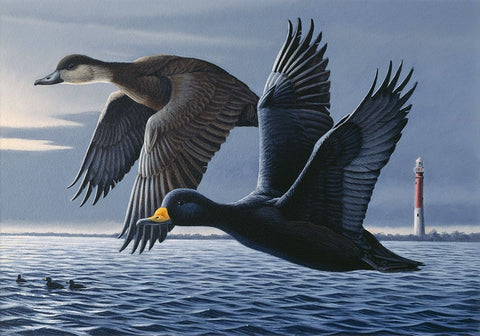 1990 Black Scoters White Modern Wood Framed Art Print with Double Matting by Goebel, Wilhelm