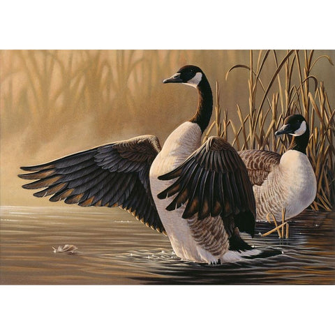 1994 Canada Geese White Modern Wood Framed Art Print by Goebel, Wilhelm