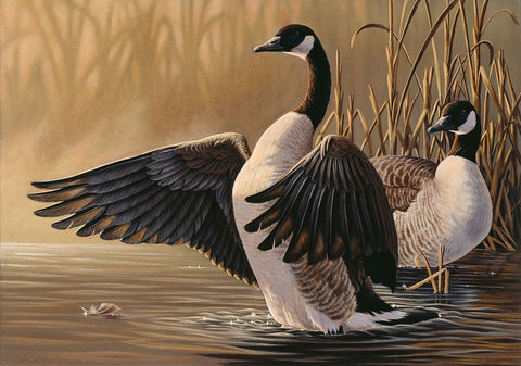 1994 Canada Geese White Modern Wood Framed Art Print with Double Matting by Goebel, Wilhelm