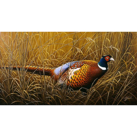 Sneaking Through The Long Grass - Ring Neck Pheasant Black Modern Wood Framed Art Print with Double Matting by Goebel, Wilhelm