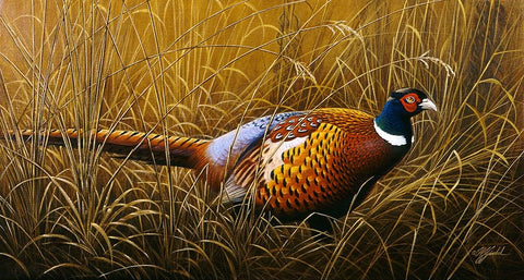 Sneaking Through The Long Grass - Ring Neck Pheasant White Modern Wood Framed Art Print with Double Matting by Goebel, Wilhelm