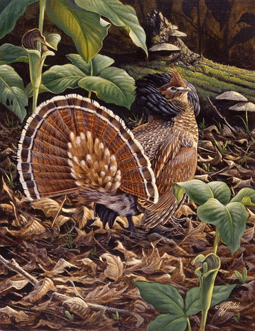 May Display - Ruffed Grouse Black Ornate Wood Framed Art Print with Double Matting by Goebel, Wilhelm
