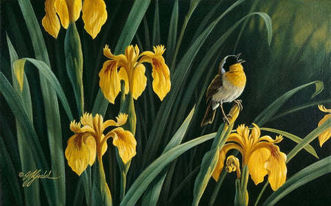 Yellow Flags And Yellowthroat Black Ornate Wood Framed Art Print with Double Matting by Goebel, Wilhelm