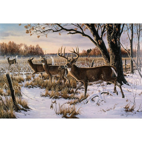 Cautious Crossing - Whitetails Gold Ornate Wood Framed Art Print with Double Matting by Goebel, Wilhelm