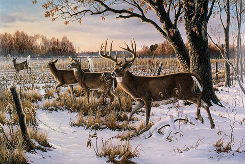 Cautious Crossing - Whitetails Black Ornate Wood Framed Art Print with Double Matting by Goebel, Wilhelm